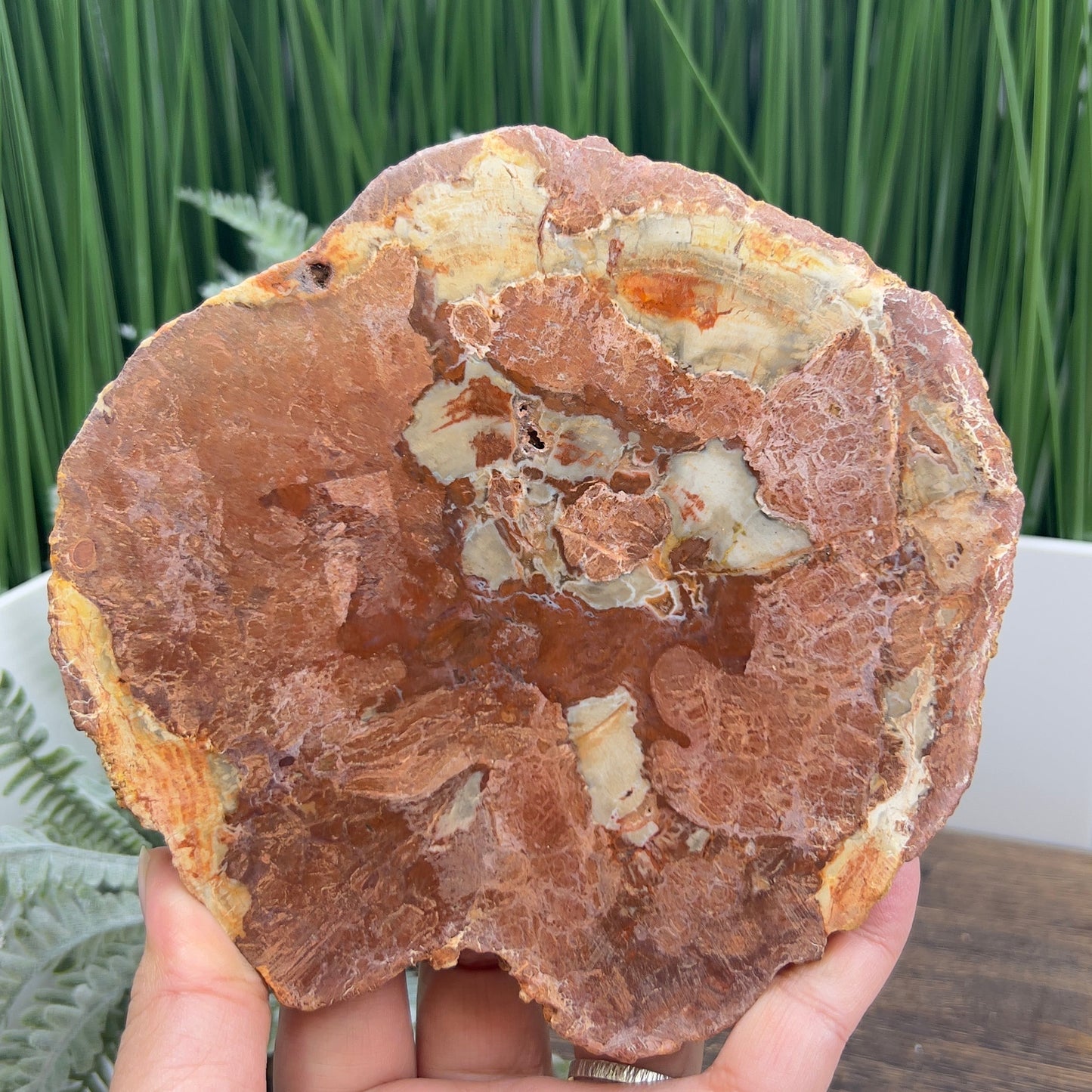 Petrified Wood Slab Crystal Specimen Coaster Slice 614g