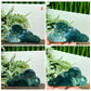 Moss Agate Clouds Self Standing Healing Crystal Carving Various Sizes