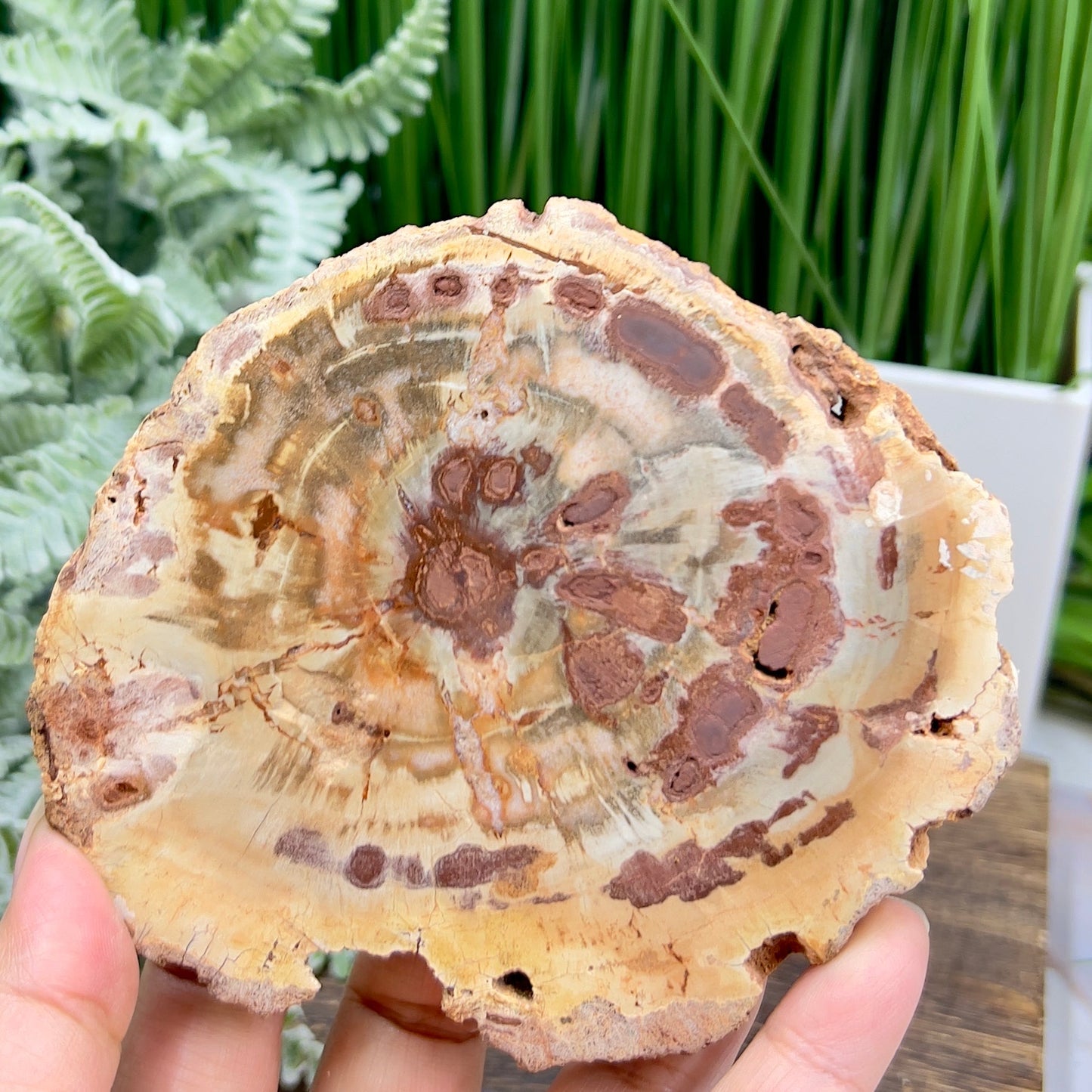 Petrified Wood Slab Crystal Specimen Coaster Slice 310g