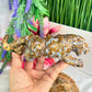 Bubble Ocean Sea Orbicular Jasper Big Wild Cat Leopard Crystal Carving 811g