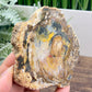 Petrified Wood Slab Crystal Specimen Coaster Slice 288g