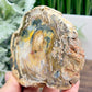 Petrified Wood Slab Crystal Specimen Coaster Slice 288g