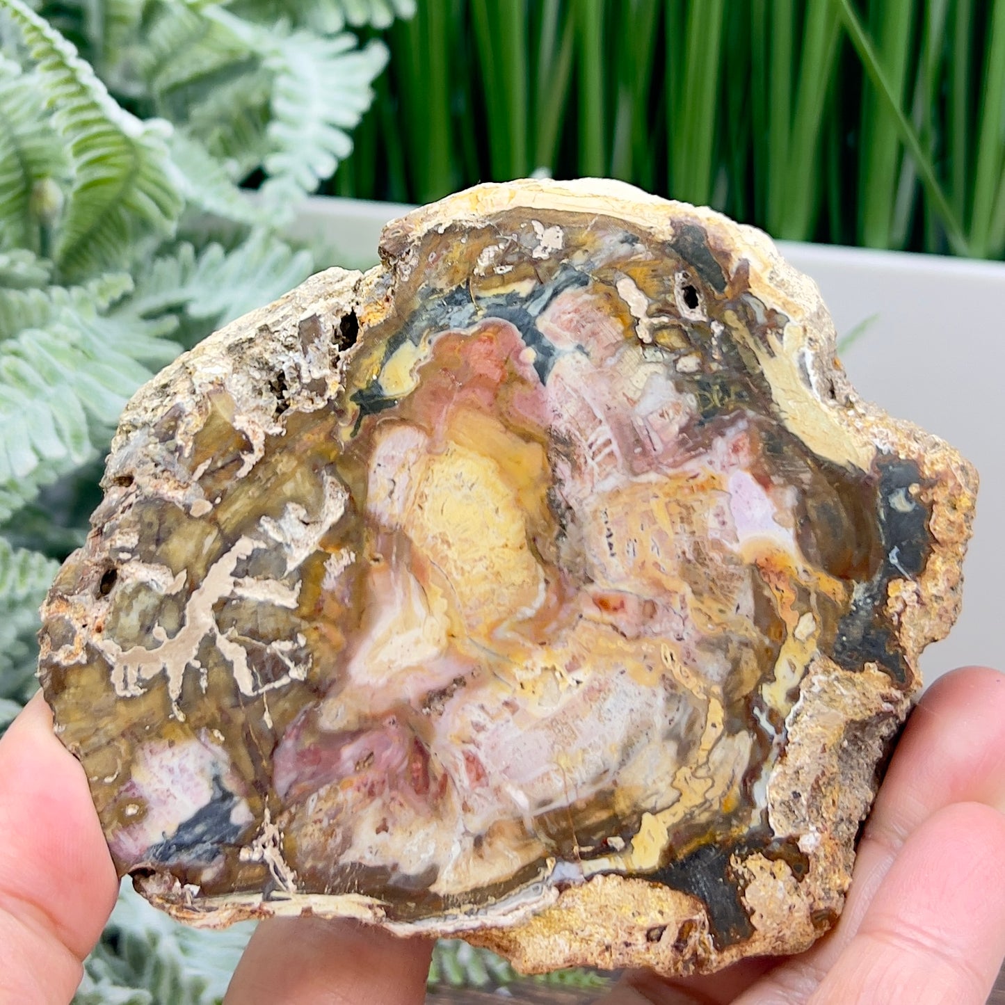 Petrified Wood Slab Crystal Specimen Coaster Slice 288g