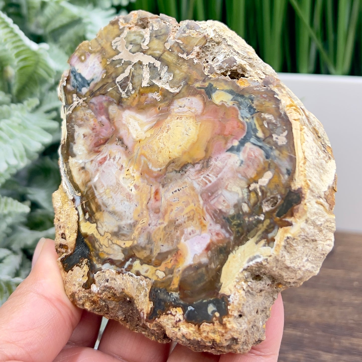 Petrified Wood Slab Crystal Specimen Coaster Slice 288g