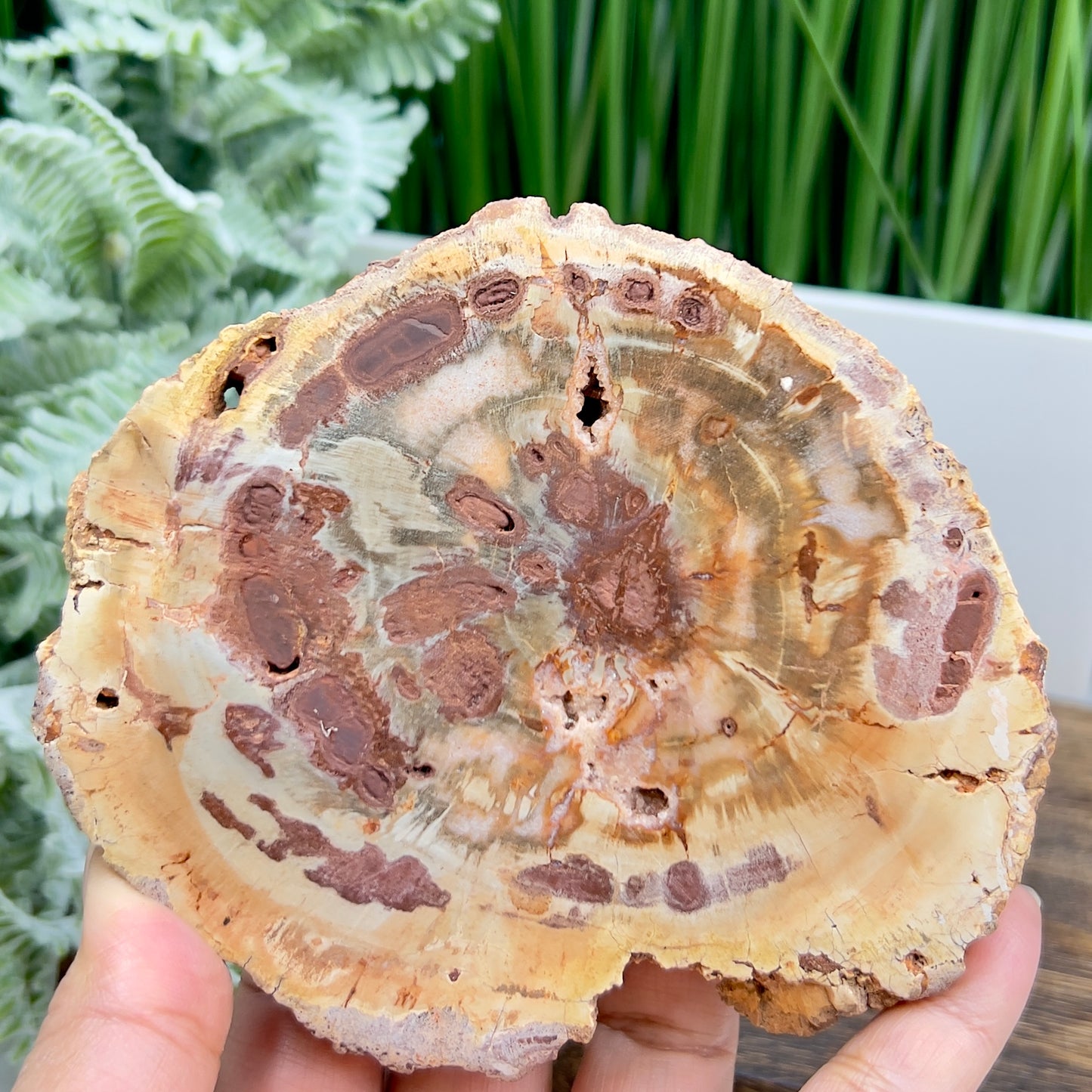 Petrified Wood Slab Crystal Specimen Coaster Slice 310g