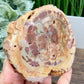 Petrified Wood Slab Crystal Specimen Coaster Slice 310g