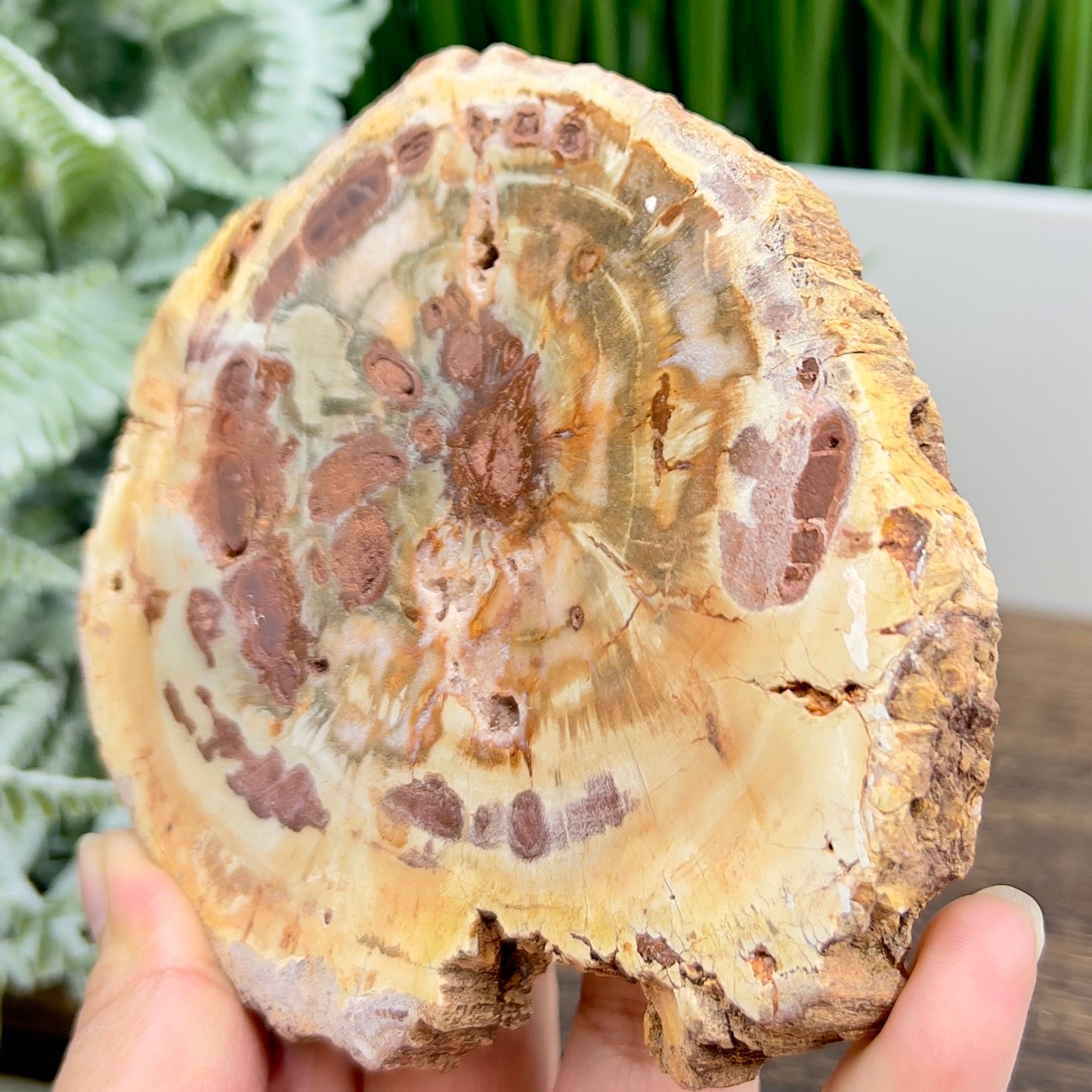 Petrified Wood Slab Crystal Specimen Coaster Slice 310g