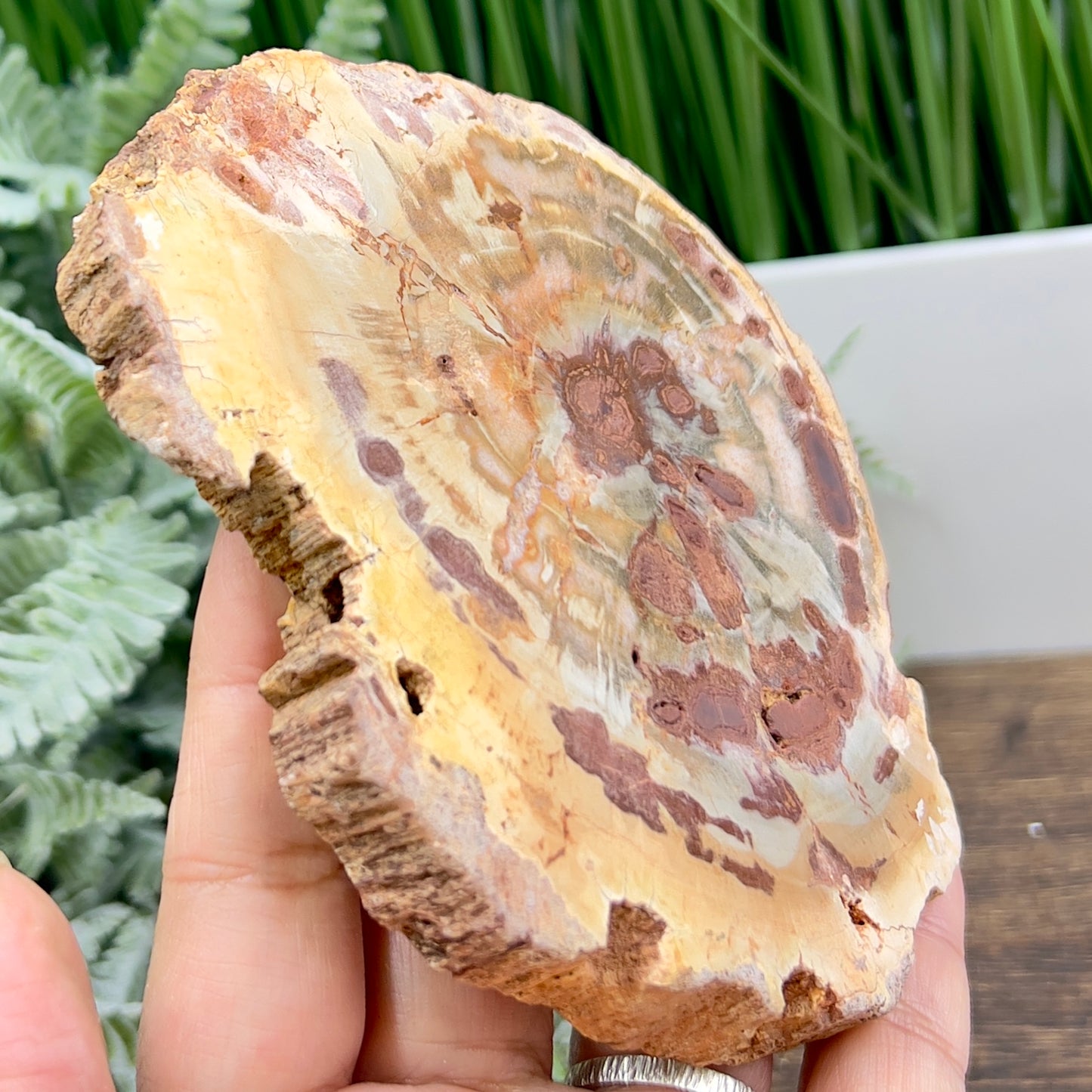 Petrified Wood Slab Crystal Specimen Coaster Slice 310g