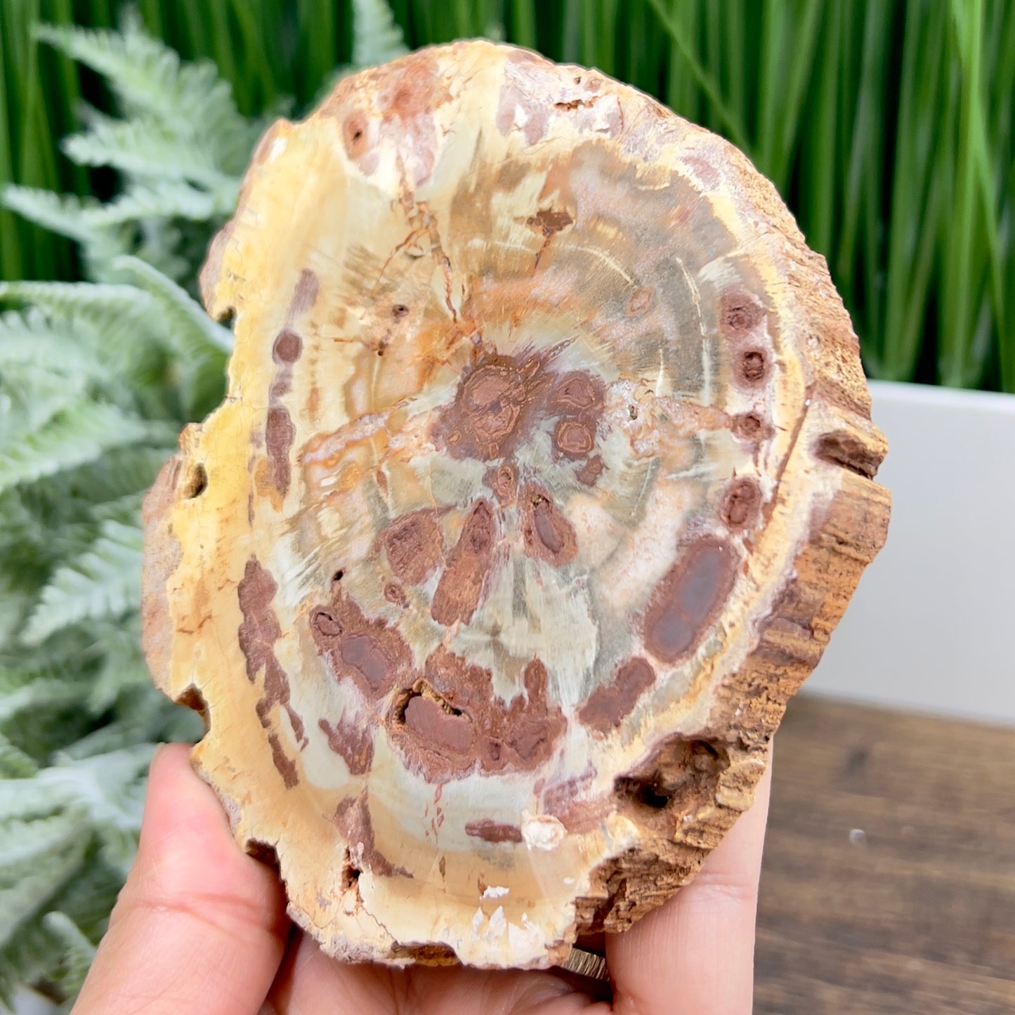 Petrified Wood Slab Crystal Specimen Coaster Slice 310g