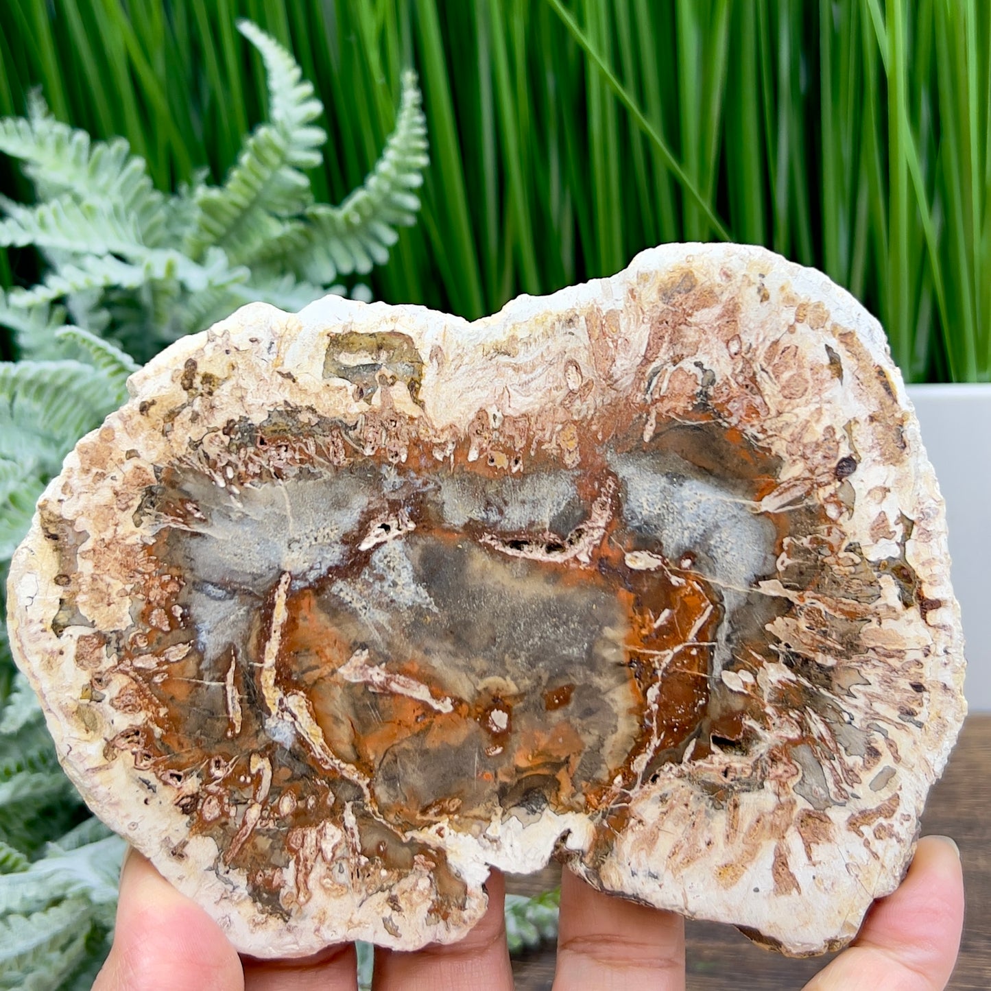 Petrified Wood Slab Crystal Specimen Coaster Slice 300g