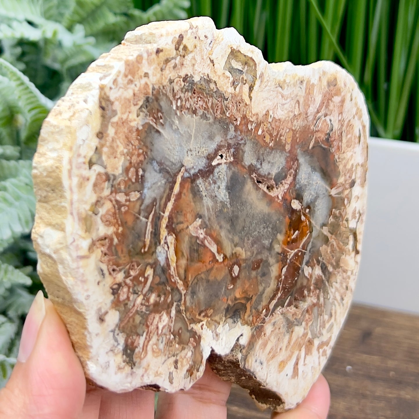 Petrified Wood Slab Crystal Specimen Coaster Slice 300g