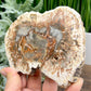 Petrified Wood Slab Crystal Specimen Coaster Slice 300g