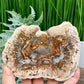 Petrified Wood Slab Crystal Specimen Coaster Slice 300g