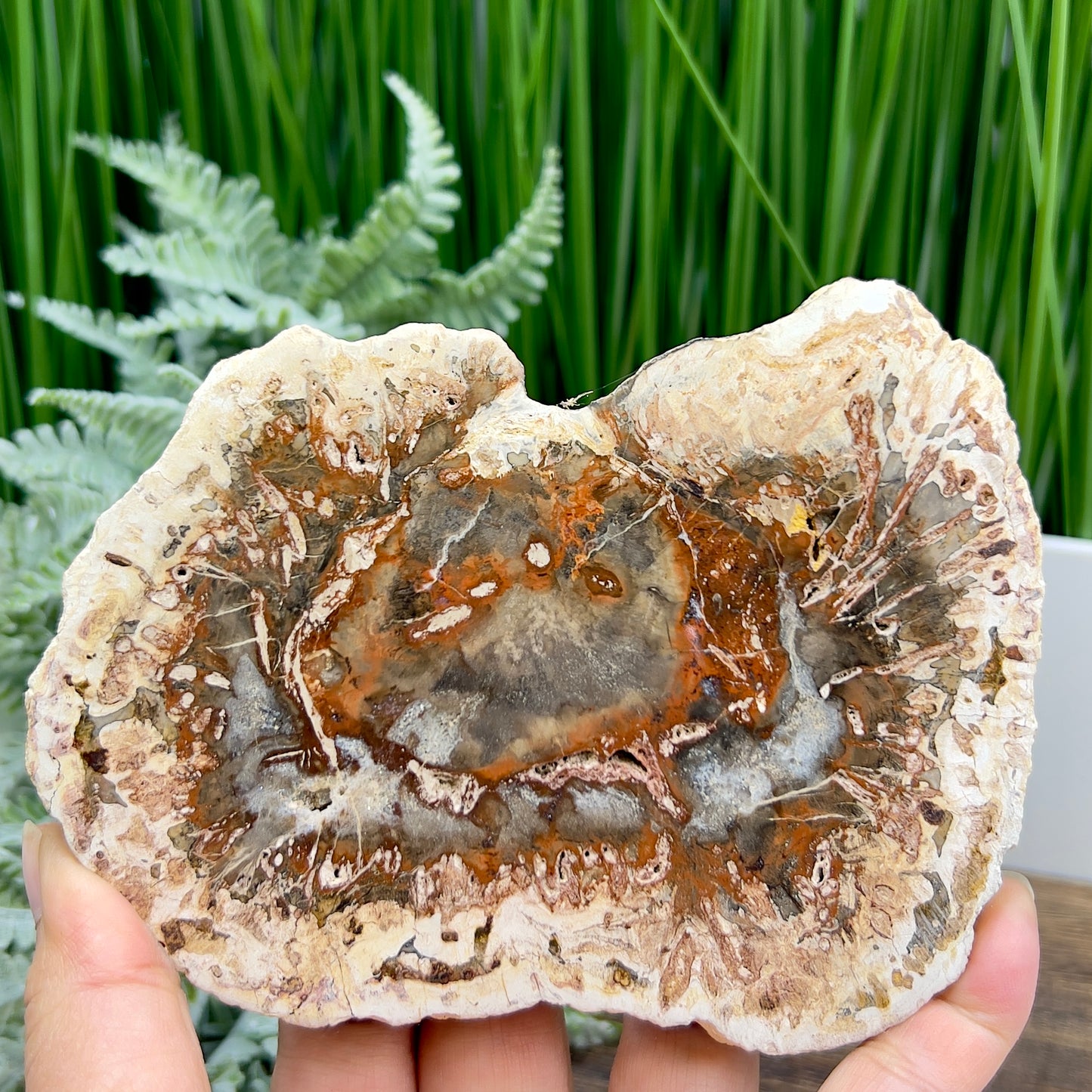 Petrified Wood Slab Crystal Specimen Coaster Slice 300g