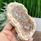 Petrified Wood Slab Crystal Specimen Coaster Slice 300g