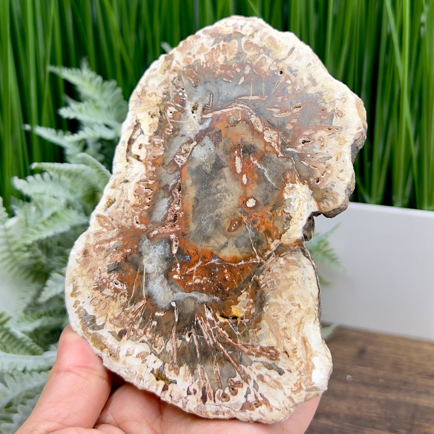 Petrified Wood Slab Crystal Specimen Coaster Slice 300g