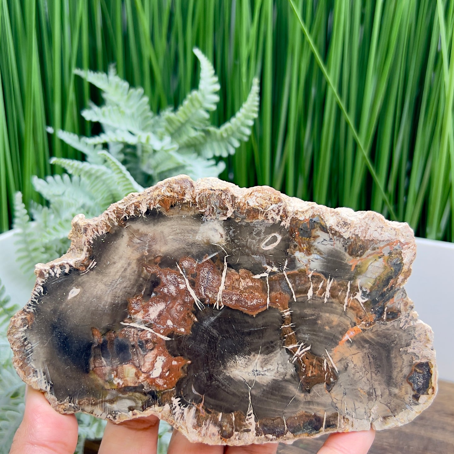 Petrified Wood Slab Crystal Specimen Coaster Slice 412g