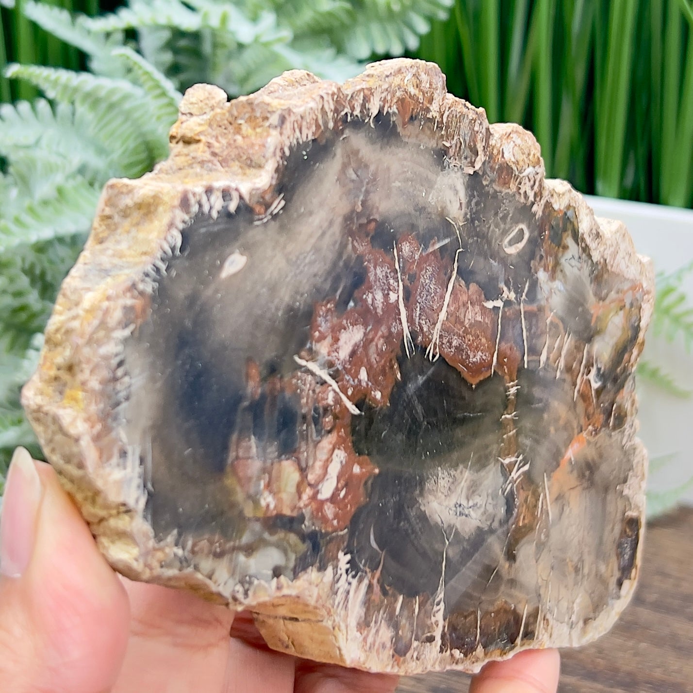 Petrified Wood Slab Crystal Specimen Coaster Slice 412g