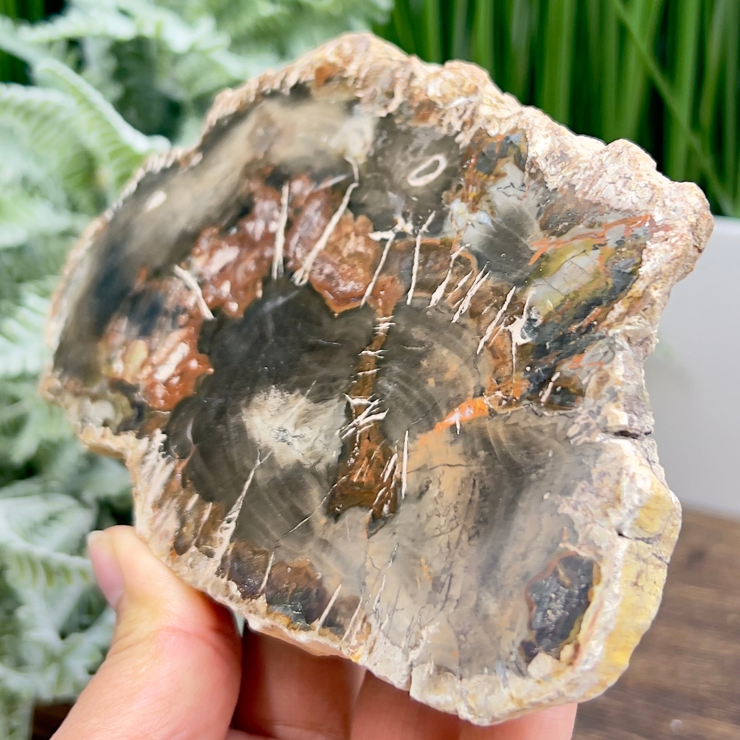 Petrified Wood Slab Crystal Specimen Coaster Slice 412g