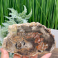 Petrified Wood Slab Crystal Specimen Coaster Slice 412g