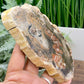 Petrified Wood Slab Crystal Specimen Coaster Slice 412g