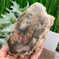 Petrified Wood Slab Crystal Specimen Coaster Slice 412g