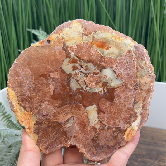 Petrified Wood Slab Crystal Specimen Coaster Slice 614g