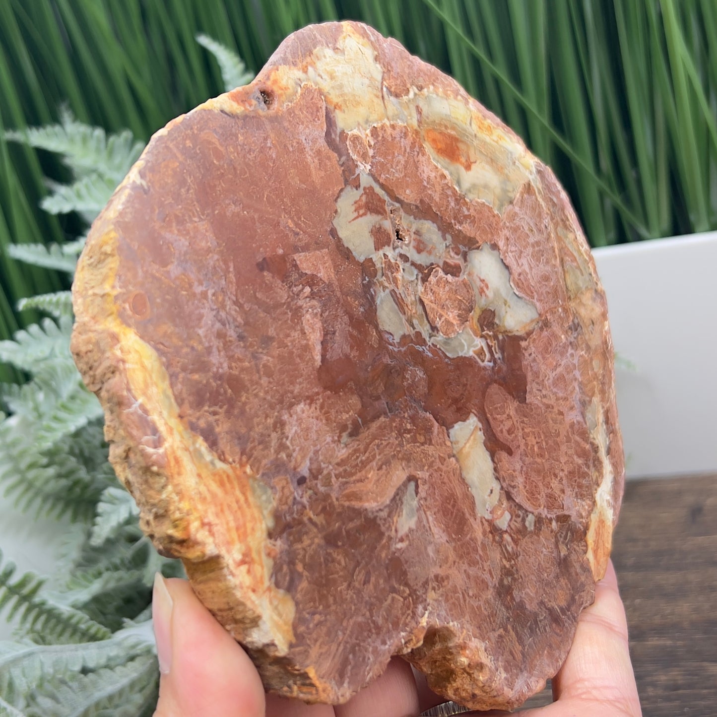 Petrified Wood Slab Crystal Specimen Coaster Slice 614g