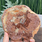 Petrified Wood Slab Crystal Specimen Coaster Slice 614g