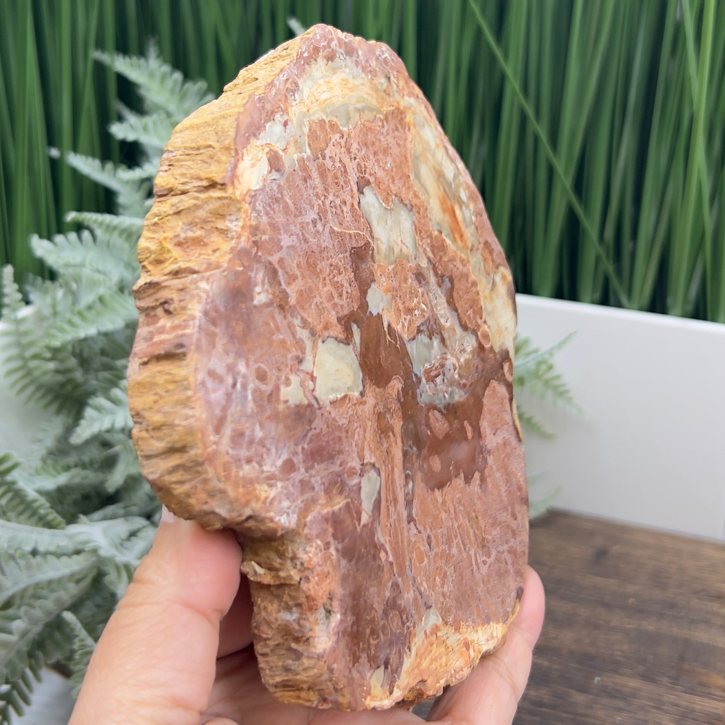 Petrified Wood Slab Crystal Specimen Coaster Slice 614g