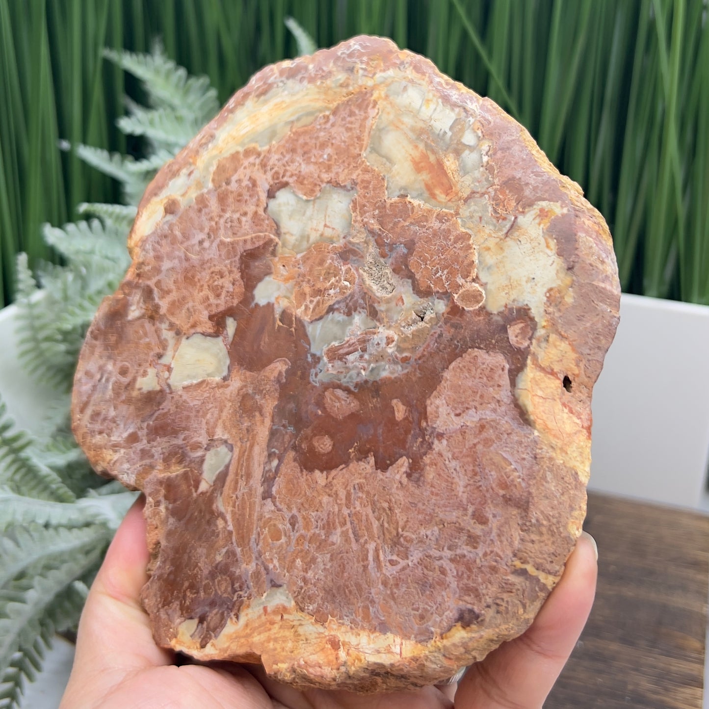 Petrified Wood Slab Crystal Specimen Coaster Slice 614g