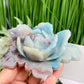 Trolleite Lotus Flower Rare Crystal Carving 364g