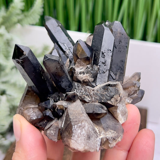 Smoky Quartz Cluster Natural Raw Specimen Crystal 280g