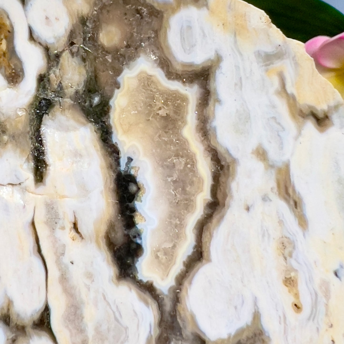 Bubble Ocean Orbicular Sea Jasper Raw Slice with Stand Natural Crystal Specimen 286g