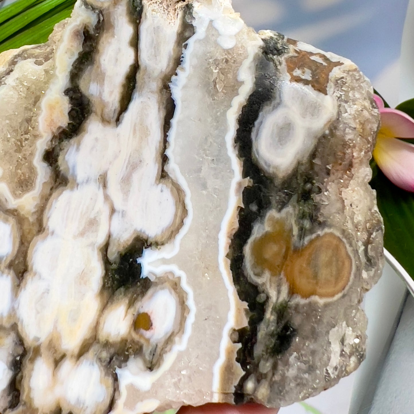 Bubble Ocean Orbicular Sea Jasper Raw Slice with Stand Natural Crystal Specimen 286g