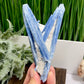 Blue Kyanite with Mica Natural High Quality Raw Specimen Healing Crystal 208g