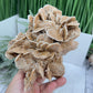 Large Desert Rose Selenite Gypsum Cluster Specimen Natural Crystal 1100g