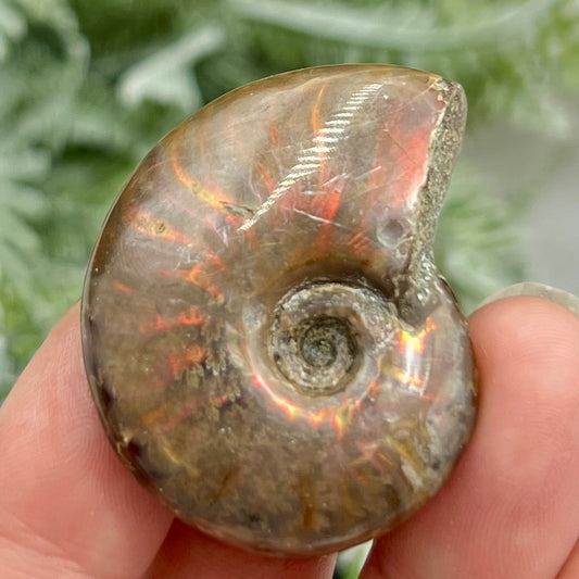 Ammonite Natural Stone Iridescent Facet Specimen Fossil Madagascar 22g 110ct