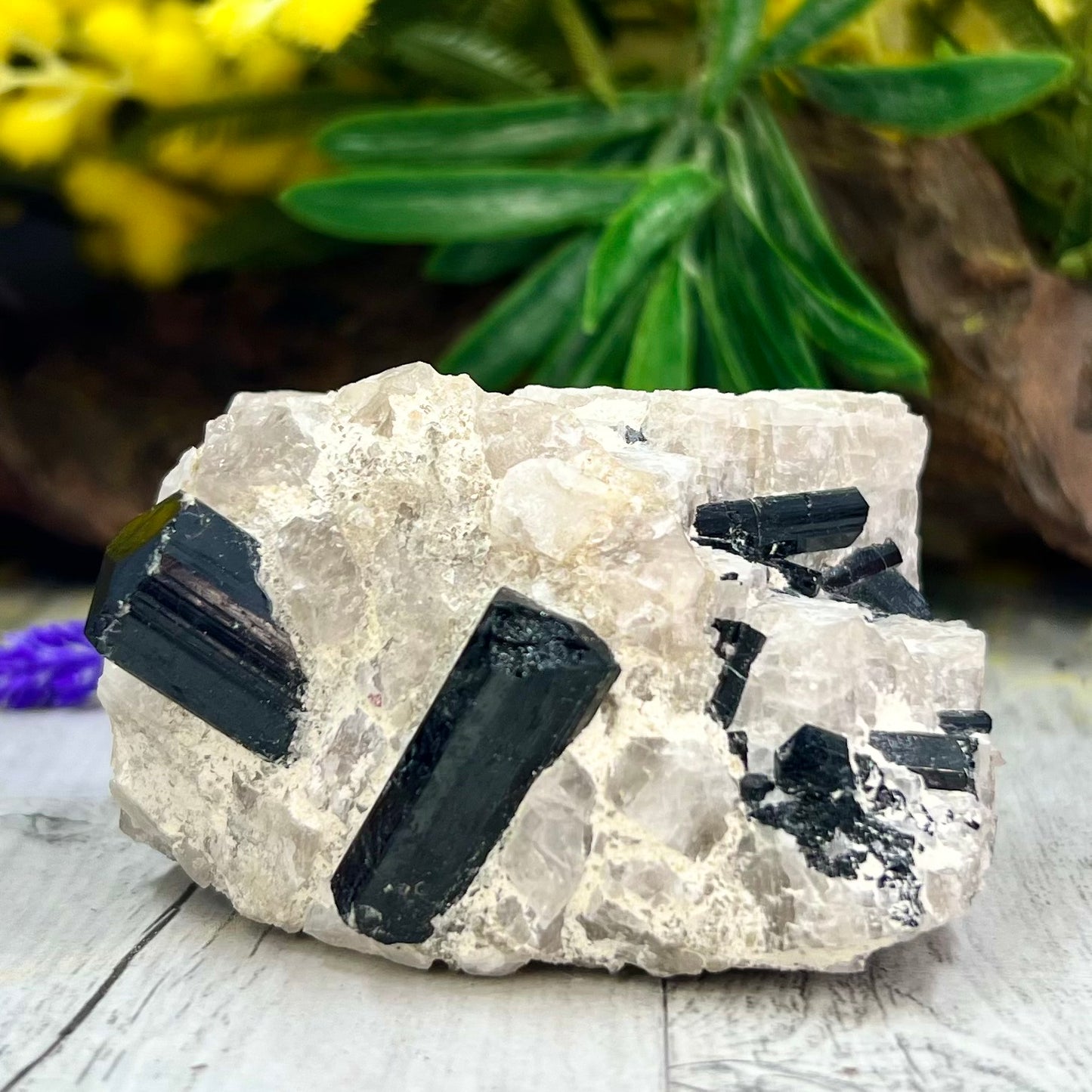 Black Tourmaline in Quartz Specimen Raw Crystal Specimen Australian Seller